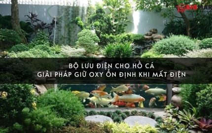 Bộ lưu điện cho hồ cá: Giải pháp giữ oxy ổn định khi mất điện